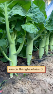 Hạt giống Cải Ngồng Xanh Thân Mập ( Gói 5gram ) - FlowerSeeds