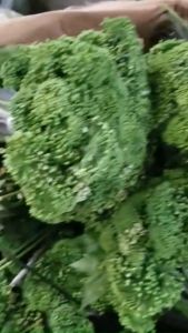 Hoa Sâm ngọc linh ngâm r.ươu