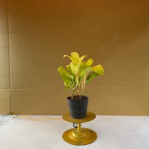 Cây Trầu Bà Vàng - Cây Cảnh Văn Phòng