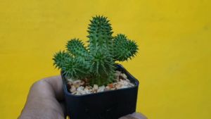 ต้นยูโฟเบีย ยูโฟเบีย ซูซานเน Euphorbia Susannae Marloth #ยูโฟร์เบีย #Euphorbia