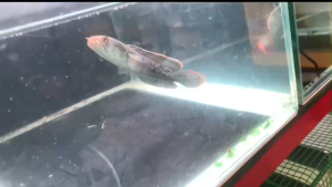 LÓC TIỂU HOÀNG ĐẾ - CHANNA STEWARTI -- ĐỒNG KIỂM VỚI SHIPPER HOẶC QUAY VIDEO KHUI HỘP GỬI SHOP NẾU CÓ SỰ CỐ