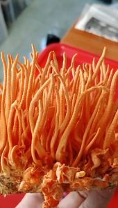 50g Diềm đông trùng hạ thảo sấy thăng hoa