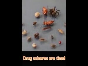 ยาฆ่าตัวเรือด 500ml บอกลากับตัวเรือด ไม่มีสี ไม่มีกลิ่น ไม่เป็นอันตรายต่อร่างกายมนุษย์ bed bug killer spray