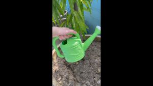 บัวรดน้ำ บัวรดน้ำเล็ก ฟักบัวรถน้ำ ฝักบัวรถน้ำ ที่รดน้ำต้นไม้ บัวรดน้ำพลาสติก บัวรถน้ำแคคตัส บัวรดน้ำปากยาว สีเขียว ขนาด 1.5 ลิตร