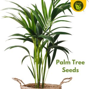 Palm Tree 5 Seeds for Planting Easy to Grow Garden Plant