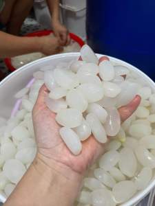 Hạt đác tươi Khánh Hoà Hột đác tươi loại mềm dẻo chuẩn rim nấu chè làm topping trà