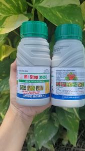 [TRUNG THIEN THINH] Mi Stop 350SC ( Mistop ) thuốc trừ bệnh lem lép hạt lúa rỉ sắt khô vằn thán thư chai 240ml