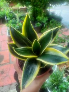 Chậu lưỡi hổ sen mini lưỡi hổ lùn lưỡi hổ cao cây phong thủy