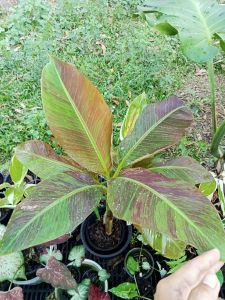 ลายไหมทองวากิว