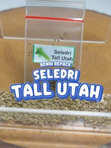 Benih Seledri Tall Utah Unggulan Berkualitas biji bibit repack sledri batang besar saruran sayur hidroponik hydroponik tanaman pot