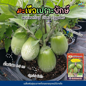 เมล็ดมะเขือเปราะยักษ์ หยกทศกัณฐ์ Giant Eggplant ตราภูเขาทอง เมล็ดพันธุ์มะเขือเปราะยักษ์ เมล็ดมะเขือ เมล็ดพันธุ์มะเขือเปราะ