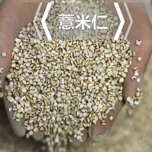 薏米仁 怯湿 消水肿 Coix Seeds Barley Chinese Herbs (200g)