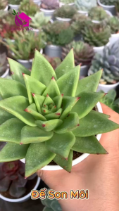 Sen đá Đế son môi  size Trung 8 cm cây khỏe già vượt size