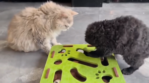 Hộp Mê Cung Đồ Chơi Mèo