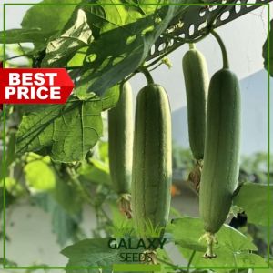 "GalaxySeeds" Patola Seeds for Planting Vegetable Plants (7 Seed) Including extra fertilizer Hybrid Kabatiti Seed