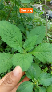 Daun Sintrong Segar / Daun Sentul Segar Herbal Alami