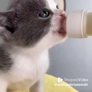 Botol susu Kucing Dot susu Kucing Dot Anjing / PAKET Kitten Wadah Minum Kucing Murah