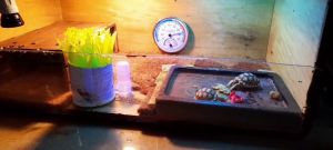 หลอดไฟ Ceramic Lamp เพื่อความร้อน 25w-100w สำหรับให้ความอบอุ่นสัตว์เลี่ยง ไม่มีแส