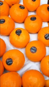 Bibit jeruk wogan siap berbuah