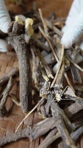 Akar Manis atau Kayu Legi Kering 250gr Asli