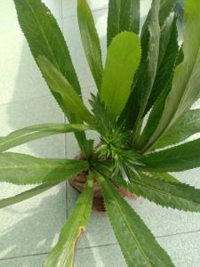 bibit walang sangit harga 5 bibit 10 000