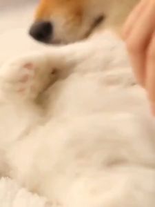 Miếng lấy lông rụng chó mèo trên ghê sofa và giường nệm (mẫu mới) - Love Pets Shop