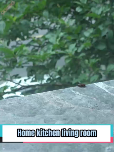 🔥1000M No Cockroaches Within🔥 Cockroach Killer German Bait Cockroach Gel 10G Non-toxic To Pet Powerful Effective Cockroach Traps