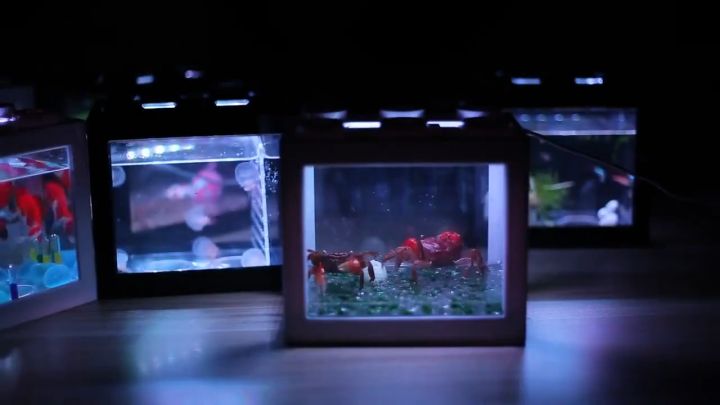 Fighter Fish Box 7 colors Mini Aquarium Betta Fish Box Betta Tank fish Fighting ...