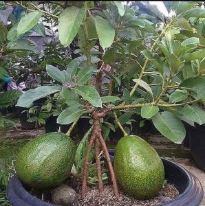 paket hemat 2 bibit alpukat aligator super cepat berbuah