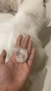 Royal Cats Collagen+ Anti Rontok Bulu isi 30 kapsul