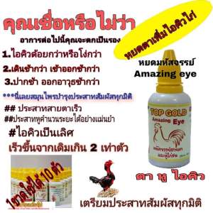 เพิ่มไอคิวไก่ ท๊อปโกลด์