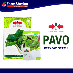 East-West Seeds Pavo Pechay Black Behi 1000gms