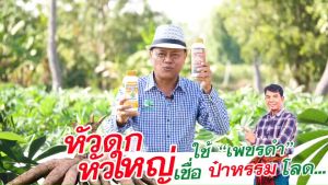 เพิ่มขนาดหัวมัน สูตรลงหัวมันสำปะหลัง เพิ่มเปอร์เซ็นต์แป้ง บำรุงมัน เพชรดำลงหัวพรีเมี่ยม1ขวด ขนาด500cc ส่งเสริมประสิธิภาพกระบวนการลงหัวมันสำปะหลัง