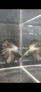 Copper Halfmoon Betta