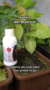 Deluso X Bluecore Kohiro Bakteri Starter Ikan Hias Aquarium Kolam Koi Aquascape Pengurai Amonia Air Jernih