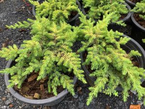 ต้นสนเลื้อยด่าง สนเลื้อยด่าง ต้นสนเลื้อย สนเลื้อย สนด่าง ต้นสนด่าง ไม้ตระกูลสน ไม้สนด่าง ขนาดกระถาง 11 นิ้ว