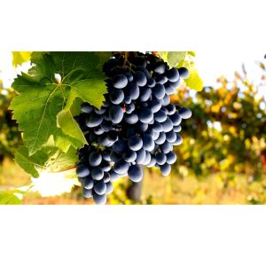 BLACK GRAPES IMPORTED FROM CHINA - 500G PACK - ISTANA ROYAL FRUITS