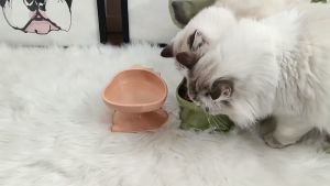 chén chống gù hình khủng long dành cho chó mèo - T3 PETS SHOP