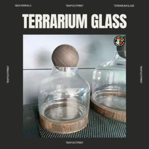 Glass Cloche Terrarium with Wooden Base – For Isopods Moss & Plants