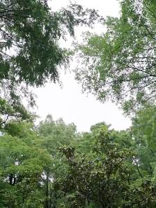 NatureHike | Bàn Dã Ngoại và Nướng BBQ Gỗ Trúc Di Động