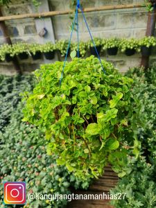 Tanaman Hidup | Mint hias ( 1 Pot Super Rimbun )