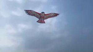 Layangan Elang Jumbo: Mainan Layang-Layang Berkualitas Tinggi