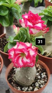 Mini Adenium Obesum Bonsai ID 31 迷你富贵花
