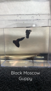 Black Moscow Guppy Pair Male Female