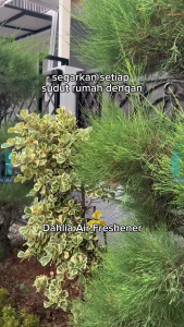 Dahlia Pengharum Ruangan Semprot Sebarkan Wangi Hilangkan Bau 200ml Teh Keraton
