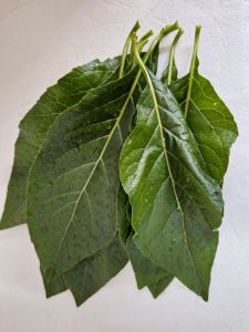 หนานเฉาเหว่ยใบสด ออแกนิก  เก็บจากสวนหน้าบ้าน  เก็บสดๆ