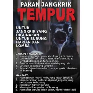 PAKAN JANGKRIK TEMPUR UNTUK BURUNG MURAI KACER CUCAK IJO TRUCUK DLL