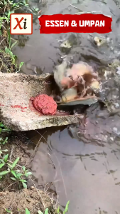 Umpan Mancing Racikan Premium – Amis Wangi Kuat Rahasia Strike Lebih Cepat & Banyak