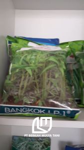 Benih Bibit Kangkung Bangkok LP1 Cap Panah Merah 1 kg