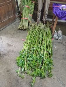 BIBIT SINGKONG PAPUA PAKET 1 KG ISI 20-25 BATANG